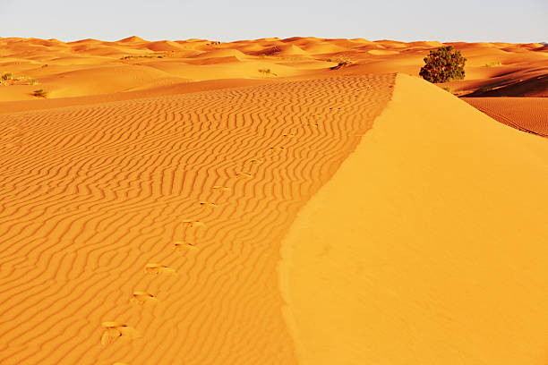 istock Sand dunes in the Sahara Desert 500301014
