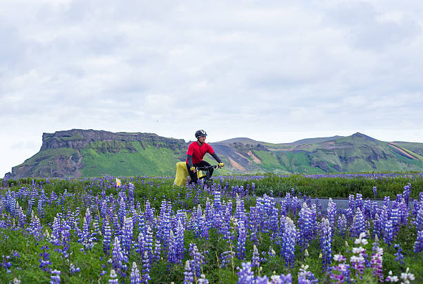 istock Biker with lupine during icelandic trip at summer time 500301448
