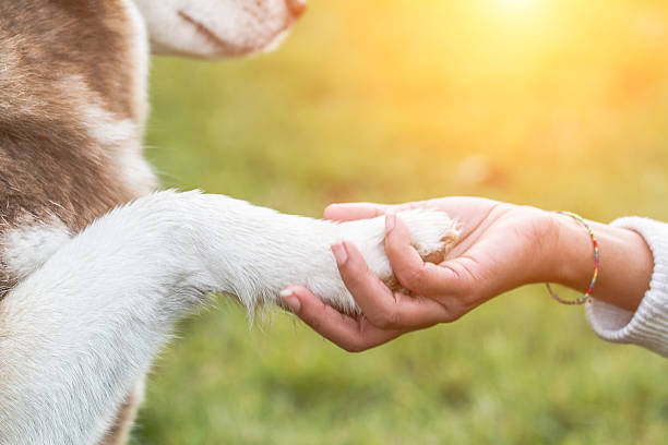 pata de mano de mujer joven y husky - pawed mammal fotografías e imágenes de stock