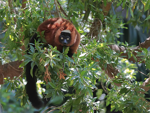 red-bellied lemur (eulemur rubriventer) - madagascan zdjęcia i obrazy z banku zdjęć