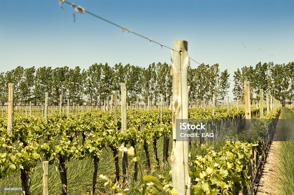 Vignoble en Argentine - Photo de Agriculture libre de droits