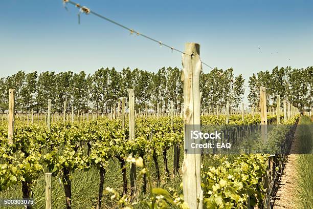 Photo libre de droit de Vignoble En Argentine banque d'images et plus d'images libres de droit de Agriculture - Agriculture, Amérique du Sud, Arbre