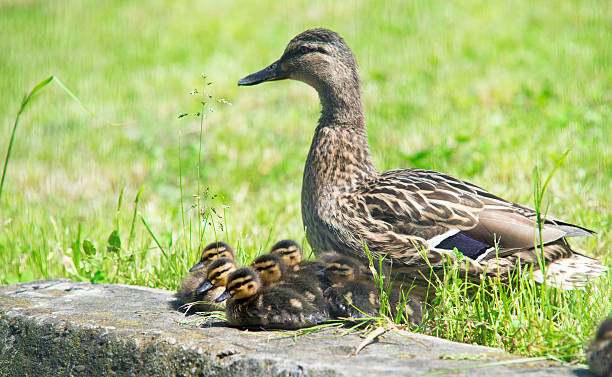 istock Family of ducks 500303195