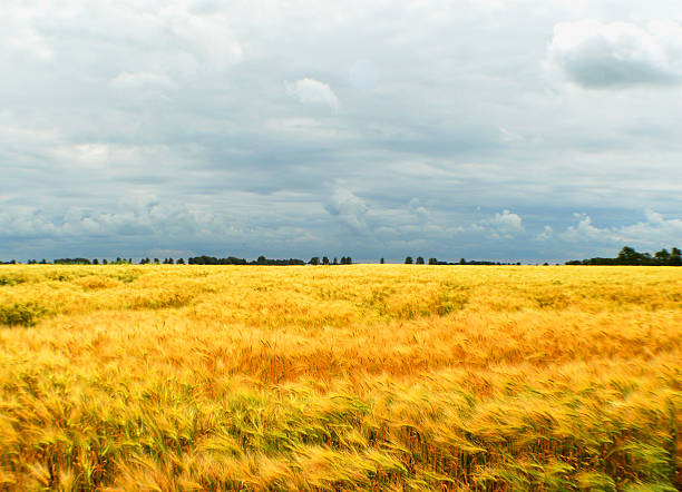 istock field of wheat in Groningen, the Netherlands 500303217