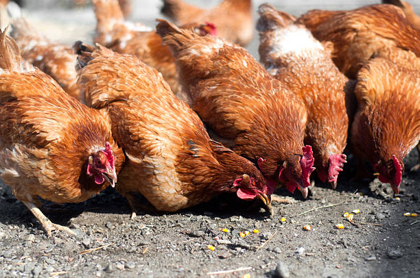 istock group of red, farm chickens eating corn in the countryside 500303661