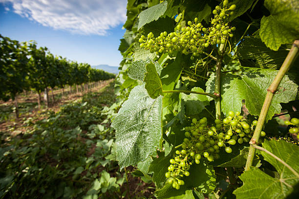 Grapevine Chardonnay stock photo