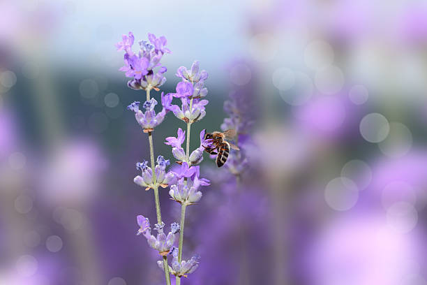 istock Honey bee on blooming lavender flowers closeup 500304045