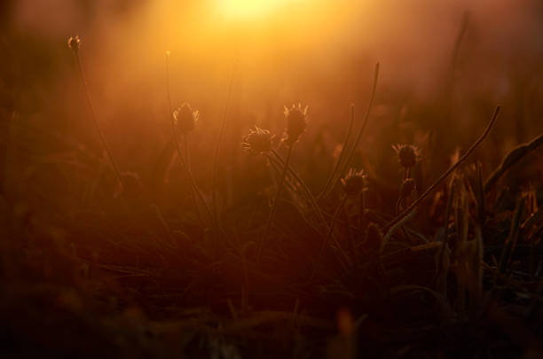 istock Silhouette of wildflowers 500304301