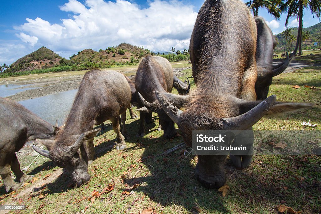 Sagrada vacas Indiano - Royalty-free Agricultura Foto de stock