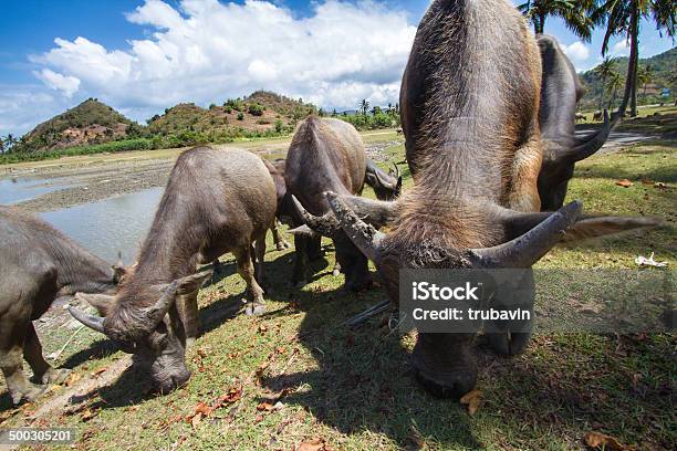 Sagrada Vacas Indiano - Fotografias de stock e mais imagens de Agricultura - Agricultura, Animal, Ao Ar Livre