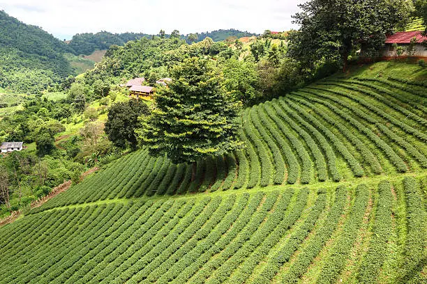 Tea field