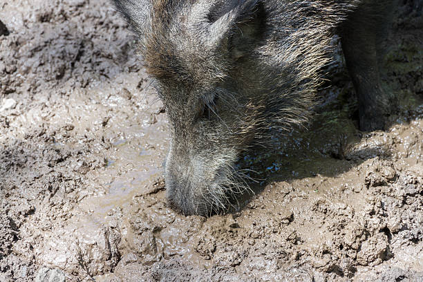 Digging for Truffels (1) Wild Boar digging with its proboscis in the mud crud stock pictures, royalty-free photos & images