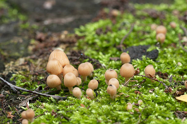 istock Coprinus mushrooms on a stump 500306073