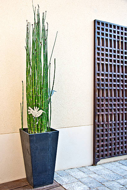 istock Japanese horsetail pot on a modern terrace 500306257