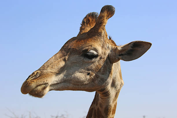 A Giraffe (Giraffa camelopardalis) in the grasslands of the Krugersdorp area.