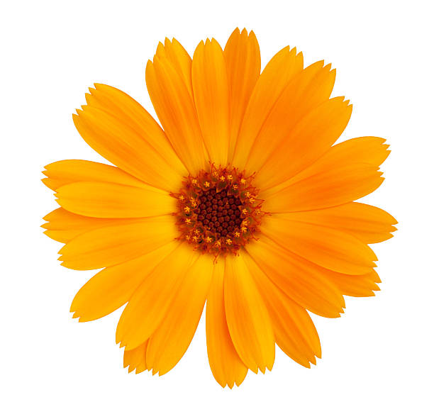 Decorative daisy bright orange color Decorative daisy bright orange color on a white background inflorescence stock pictures, royalty-free photos & images