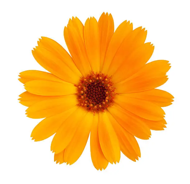 Photo of Decorative daisy bright orange color