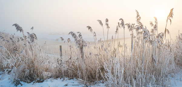 Frozen swamp on overcast winter day