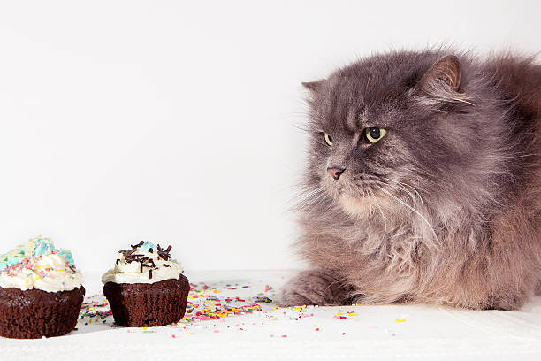 istock hungry gray cat looks cupcake on white background 500306988
