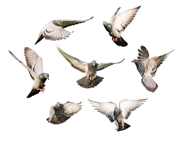 istock different actions of flying pigeon 500307277