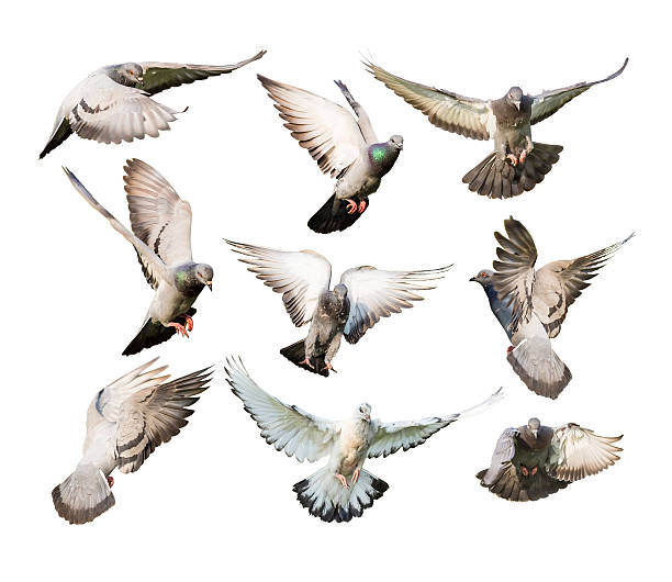istock different actions of flying pigeon 500307293