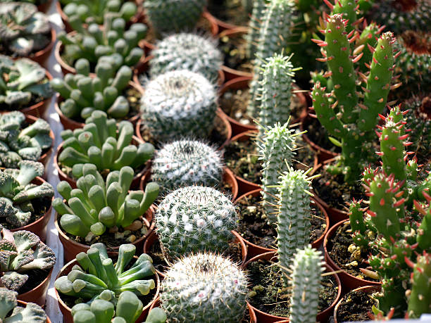 istock Colorful small cacti at the fair 500307441