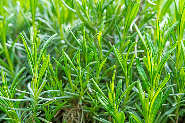 istock Lavender, young plants in cultivation 500307711