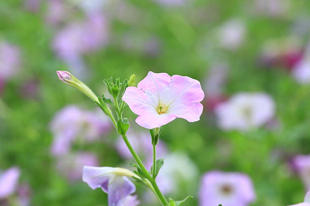 Beautiful Pink Flowers in the Garden. stock photo