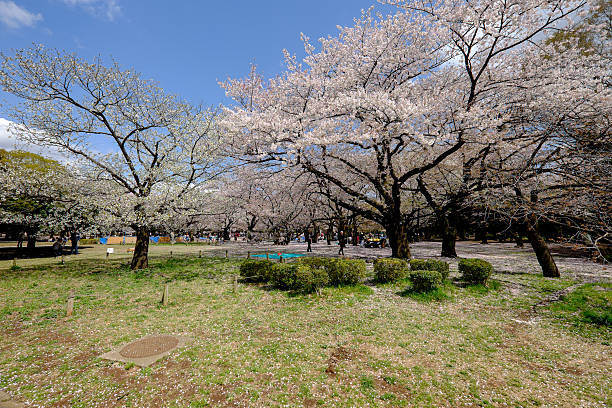 Sakura bloom stock photo