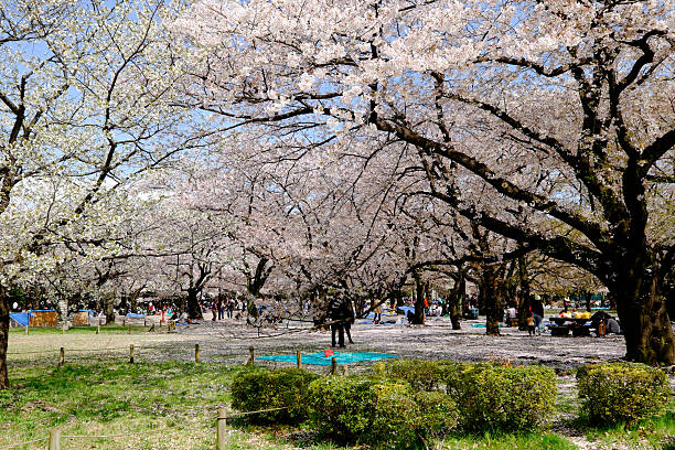 Sakura bloom stock photo