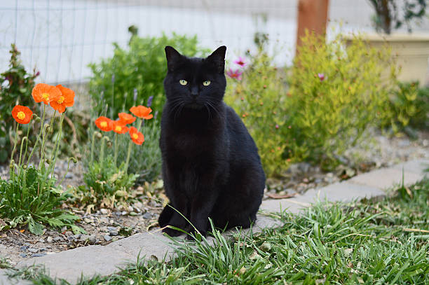 istock Black cat and poppies 500319117