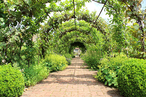metalowe pergola garden archway tunel, espalier jabłko drzewa, winorośle na winogrona - bush formal garden boxwood flower bed zdjęcia i obrazy z banku zdjęć