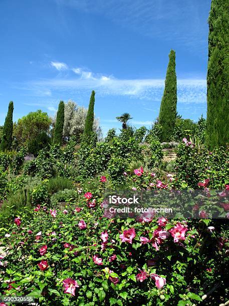 Wunderschöne Mediterreanan Garten Stockfoto und mehr Bilder von Blume - Blume, Blüte, Eibisch - Tropische Blume