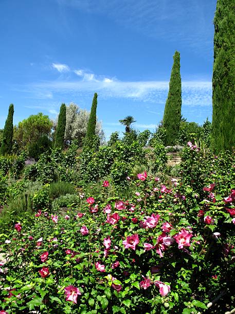 istock Beautiful mediterreanan garden 500320555