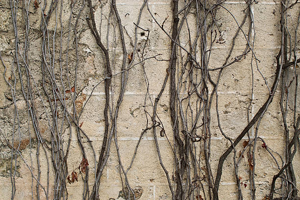 istock ruined wall and dry plant 500320571