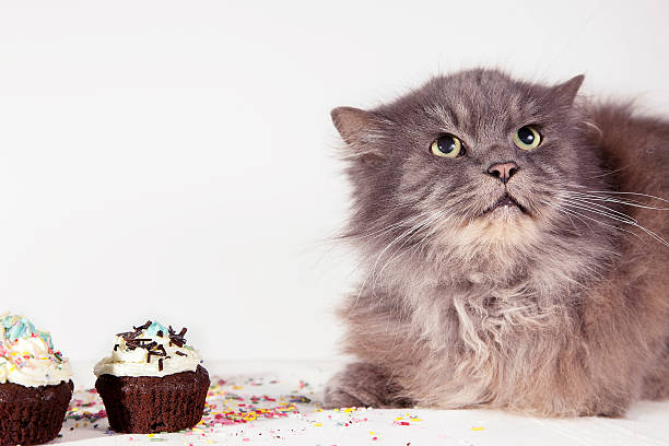 istock hungry gray cat looks cupcake on white background 500321834