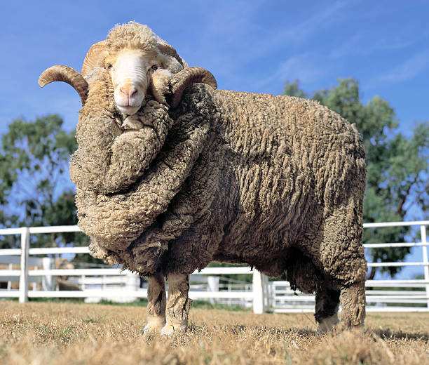 ram de mérinos - bélier animal mâle photos et images de collection