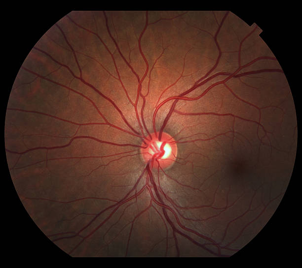 인간 눈 - human artery animal artery human vein healthcare and medicine 뉴스 사진 이미지