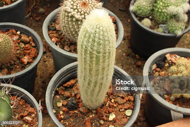 Cacto Foto de stock y más banco de imágenes de Afilado - Afilado, Aire libre, Arizona