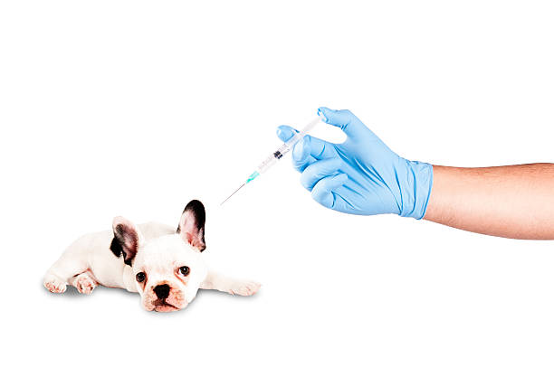 istock Puppy ready to be vaccinated 500323880
