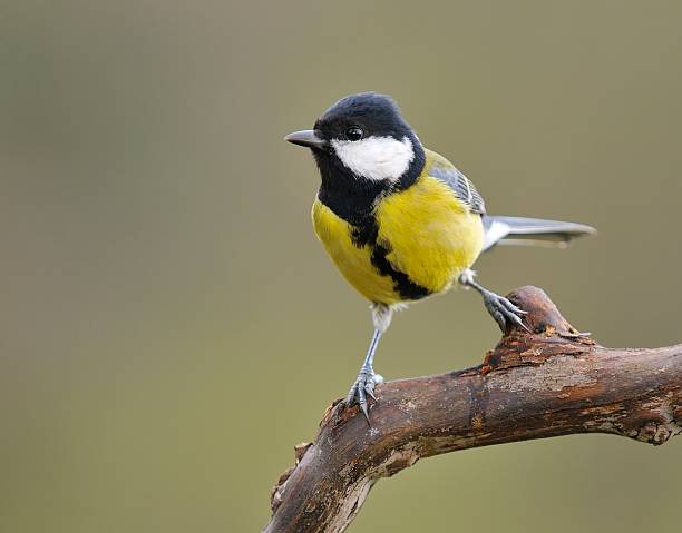 istock Great tit in the garden. 500324185