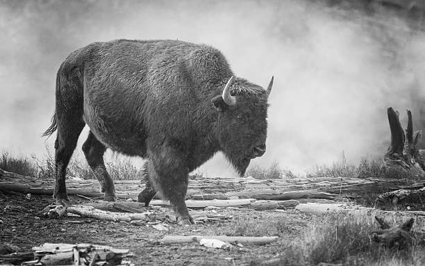 American Bison American Bison, wandering as it grazes through steam emitted from an active geyser at Yellowstone National Park. mud volcano yellowstone stock pictures, royalty-free photos & images