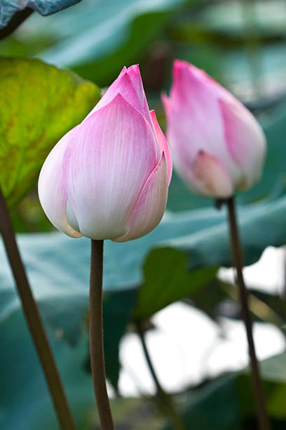 istock Pink Lotus Flower Bud 500324447