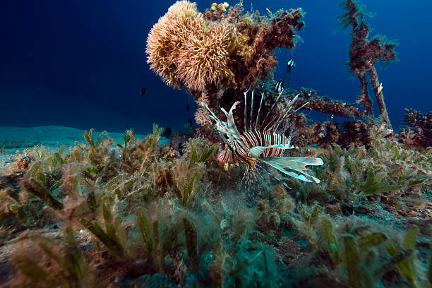 istock Lionfish in the Red Sea. 500324503