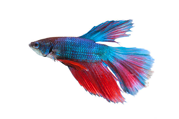 istock Siamese fighting fish isolated on white background 500324827