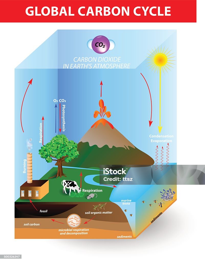 carbon cycle. Vector diagram carbon cycle. Vector diagram.shows the movement of carbon between land, atmosphere, and oceans Learning stock vector
