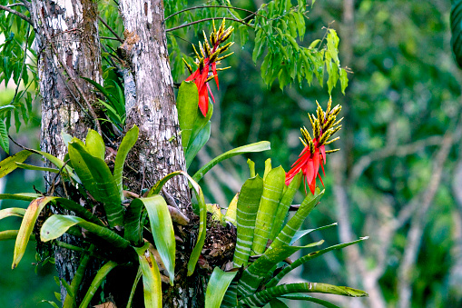 Bromeliads growing on a tree in the Amazon rainforest in Peru.