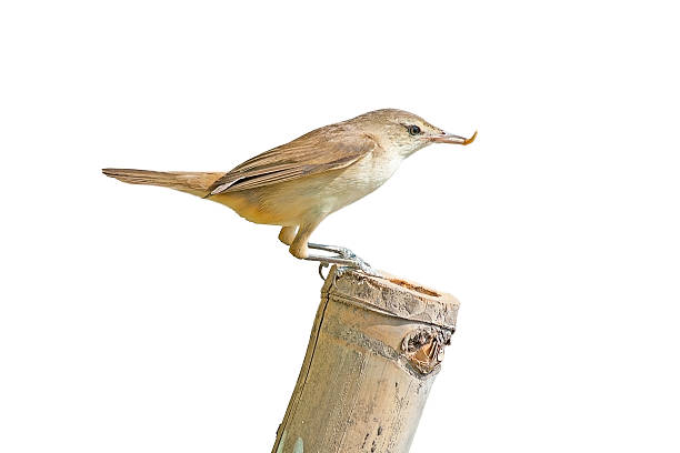 istock Birds Name Oriental Reed Warbler, white background. 500326576