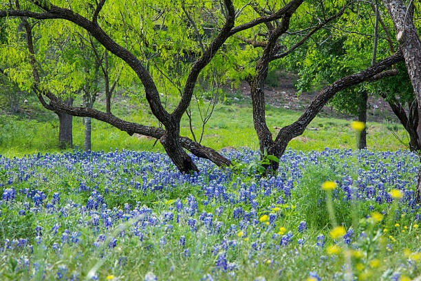 bluebonnets sob algarobeira - lupine single flower flower blue imagens e fotografias de stock
