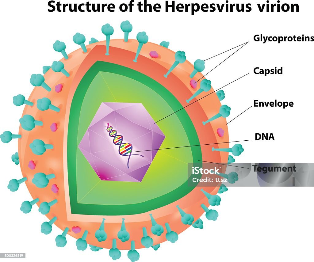 Vírus Herpes estrutura - Vetor de Anatomia royalty-free